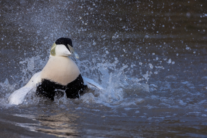 Eider splash.jpg